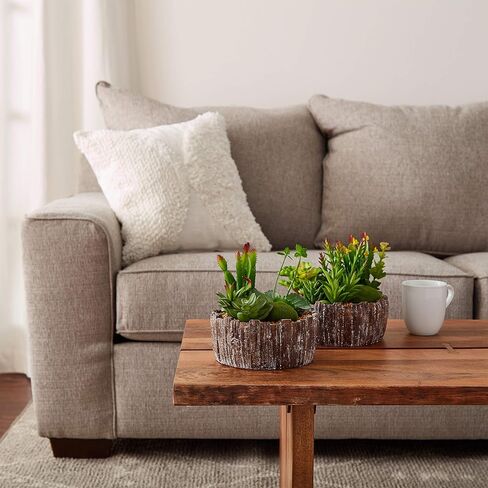 نباتات عصارية منزلية متنوعة بطول 20.32 سم - ترتيبات خضراء في مزارع خرسانية مزخرفة للداخل أو المكتب من بيور جاردن (مجموعة من 2) in Kuwait