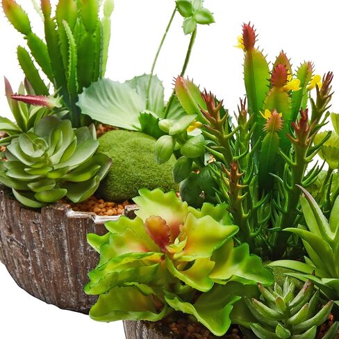 نباتات عصارية منزلية متنوعة بطول 20.32 سم - ترتيبات خضراء في مزارع خرسانية مزخرفة للداخل أو المكتب من بيور جاردن (مجموعة من 2) in Kuwait