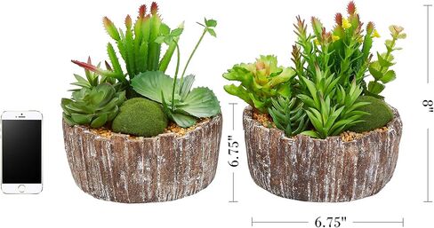 نباتات عصارية منزلية متنوعة بطول 20.32 سم - ترتيبات خضراء في مزارع خرسانية مزخرفة للداخل أو المكتب من بيور جاردن (مجموعة من 2) in Kuwait