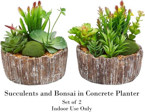 نباتات عصارية منزلية متنوعة بطول 20.32 سم - ترتيبات خضراء في مزارع خرسانية مزخرفة للداخل أو المكتب من بيور جاردن (مجموعة من 2) in Kuwait