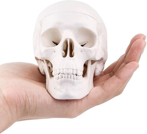 LYOU Human Skull Model for Learning (Skull Model with Brain) in Saudi Arabia