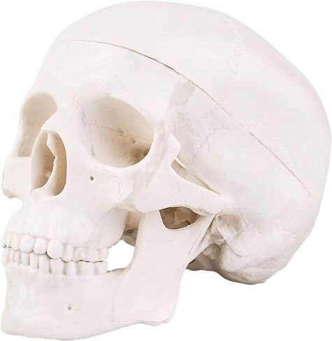 LYOU Human Skull Model for Learning (Skull Model with Brain) in Saudi Arabia