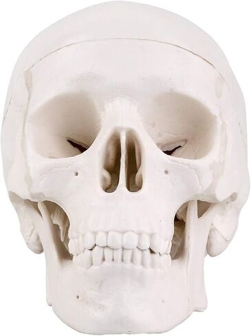 LYOU Human Skull Model for Learning (Skull Model with Brain) in Saudi Arabia