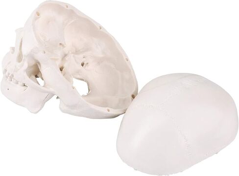 LYOU Human Skull Model for Learning (Skull Model with Brain) in Saudi Arabia