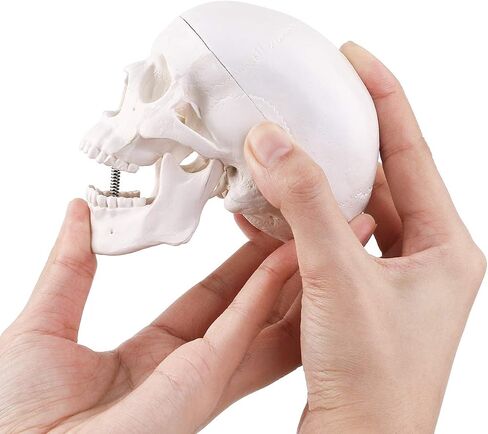 LYOU Human Skull Model for Learning (Skull Model with Brain) in Saudi Arabia