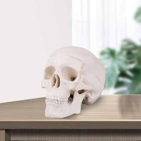 LYOU Human Skull Model for Learning (Skull Model with Brain) in Saudi Arabia