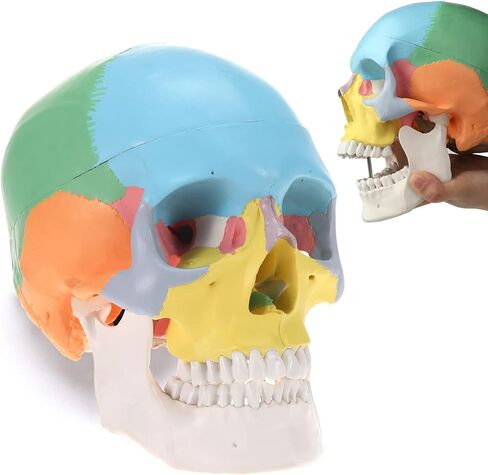 LYOU Human Skull Model for Learning (Skull Model with Brain) in Saudi Arabia
