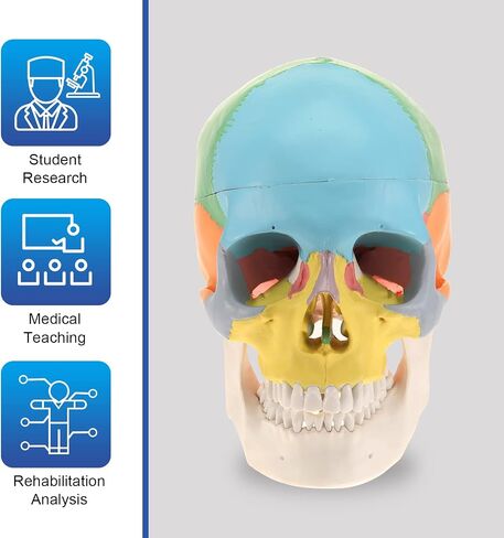LYOU Human Skull Model for Learning (Skull Model with Brain) in Saudi Arabia