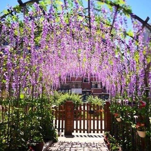 12pcs Pack 43.3" Flame Retardant Artificial Wisteria Hanging Flowers Fake Flores Garland Silk Wisteria String Vines Rattan Wedding Party Wall Ceiling Trade Show Garden Decorations (Violet) in Saudi Arabia