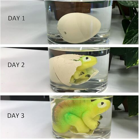 JA-RU Magic Grow Growing Dinosaur Toy (1 Egg Assorted) Surprise Hatching Dino Eggs in Water for Kids. Jurassic Party Favors Easter Basket Stuffers Pinata Fillers. 312-1A in Saudi Arabia