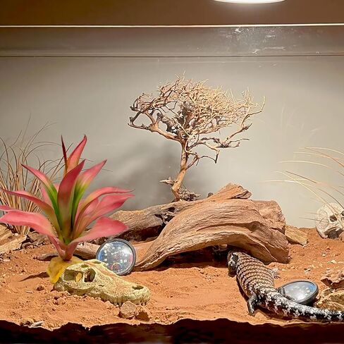Woyrise Reptile Plants Succulent, Artificial Desert Plant for Terrarium Decor, Bearded Dragon Tank Accessories fit Gecko Lizard Chameleon Ball Python Snake - Sedum Palmeri in Saudi Arabia