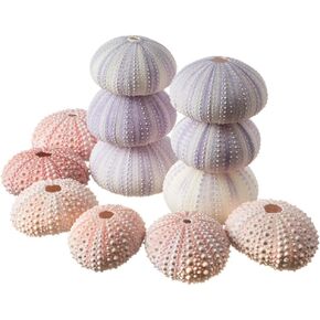 Sea Urchins Shells for Air Plants - 6 Pink & 6 Purple Sea Urchin Shells - Hanging Air Plant Holder - Air Plants Live Holders - Air Plant Pot - No Plants Included