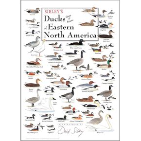 Earth Sky + Water - Sibley's Ducks, Geese & Swans of Eastern North America - Poster