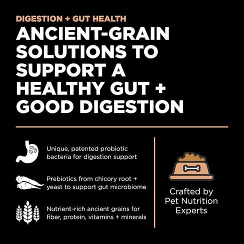 Go! Solutions Digestion + Gut Health Dry Cat Food, Chicken, 3 lbs - with Grains and Probiotic, for Digestive Health in Saudi Arabia