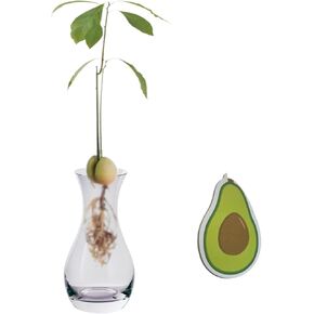 Acorn Vase Avocado Seed Starter Vase,Indoor Sprouting Seed Starter Planter Glass Pot and Growth Record Self-Stick Note Avocado Tree Growing Kit