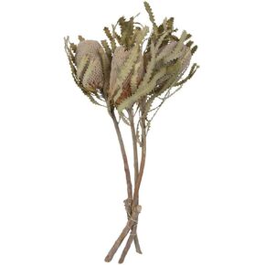 Vickerman Natural Botanicals 15" Banksia Prionote, Natural Preserved Foliage Dried Flower, 3 Stems Per Pack