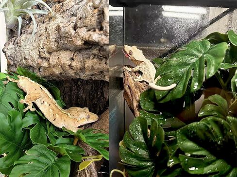 Woyrise Reptile Plants, Terrarium Hanging Plants Vines for Reptile Tank, Amphibian Habitat Leaves Decorations with Suction Cup for Bearded Dragon Lizard Snake Gecko Frog Hermit Crab - 2 Pack Red Ivy in Kuwait