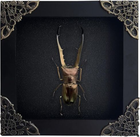 مؤطرة حقيقية Cyclomatus Metallifer Stag Beetle Dead Insect المجففة صندوق الظل الأسود الإطار التحنيط علة عينة عرض غرابة منضدية جدار قابل للتعليق ديكور المنزل K12-84-DE in Saudi Arabia