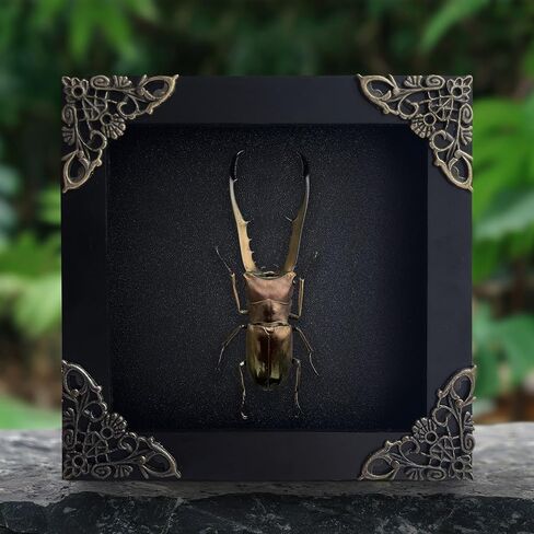 مؤطرة حقيقية Cyclomatus Metallifer Stag Beetle Dead Insect المجففة صندوق الظل الأسود الإطار التحنيط علة عينة عرض غرابة منضدية جدار قابل للتعليق ديكور المنزل K12-84-DE in Saudi Arabia