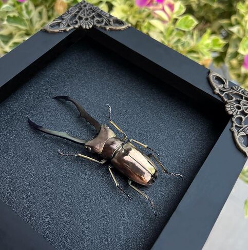 مؤطرة حقيقية Cyclomatus Metallifer Stag Beetle Dead Insect المجففة صندوق الظل الأسود الإطار التحنيط علة عينة عرض غرابة منضدية جدار قابل للتعليق ديكور المنزل K12-84-DE in Saudi Arabia