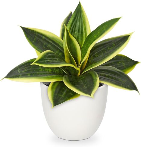 Hollyone Artificial Snake Plants 9" Faux Agave Succulent Plant Potted in White Pot Fake Sansevieria Aloe Tropical Plant for Desk Modern Office Home Bathroom Indoor Outdoor Decor in Kuwait
