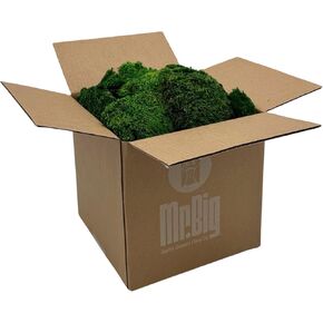 Preserved Mood Moss - Decorative Moss - Dried Moss for Crafts, Home Decor, Art, Design & DIY Projects - For Indoor Use - Natural Green - Medium Size in Kuwait