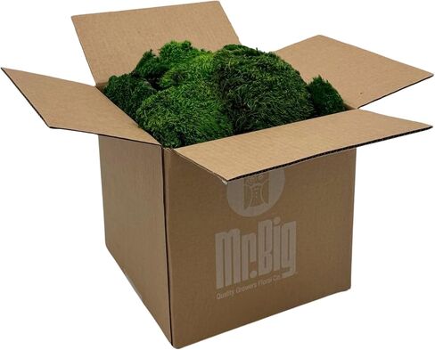 Preserved Mood Moss - Decorative Moss - Dried Moss for Crafts, Home Decor, Art, Design & DIY Projects - For Indoor Use - Natural Green - Medium Size in Kuwait