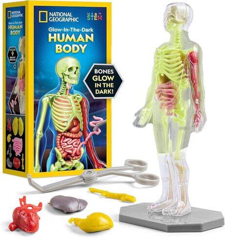 National Geographic Human Body Model for Kids That Glows in The Dark - 32-Piece Interactive Anatomy Model with Bones, Organs, Muscles, Stand, Forceps & ID Chart, Anatomy and Physiology Study Tools in Saudi Arabia
