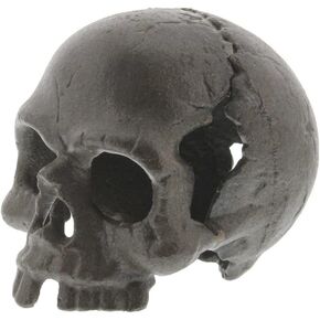 HomArt Skull, No Jaw
