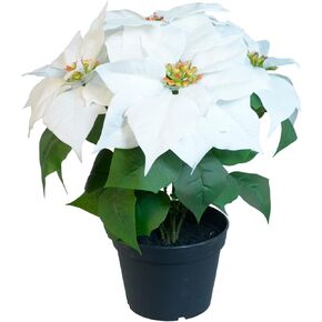 14 Inch White Artificial Christmas Poinsettia Plant in Pot, Velvet Touch Flowers