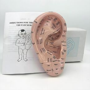 Ear Acupuncture Model - 17cm Ear Zone Model, Ear Massage Model, Display Laboratory Supplies, Ear Acupoints Pressure Point Learning
