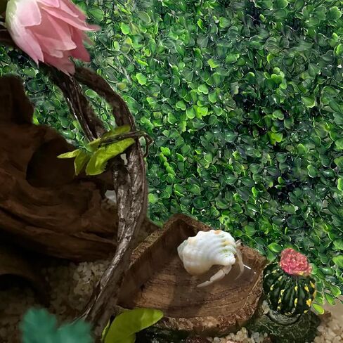 Hermit Crab Climbing Toys, Plastic Simulation Grass Aquarium Tank Decoration with 4 Suction Cups, Hermit Crab Green Plants Supplies Fake Turf, Accessories for Hermit Crab Reptile 10 x 10 Inch in Kuwait