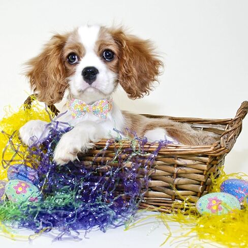 طوق كلب بنمط فريد من نوعه لعيد الحب مع فيونكة على شكل قلب محبب من القطن هدية زفاف للكلاب الصغيرة والمتوسطة والكبيرة in Kuwait