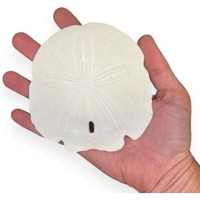 Large Sand Dollars for Crafts, Real Sand Dollars 4" inch, 5 Pack, Extra Large Shells for Crafts, Christmas Ornaments, Wedding Decorations, Beach Decor and More