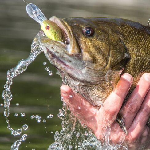 Strike King (HC3XD-469) Promodel Crankbait S3XD Fishing Lure, 469 - TN Shad 2.0, 7/16 oz, Lifelike Eyes in Saudi Arabia