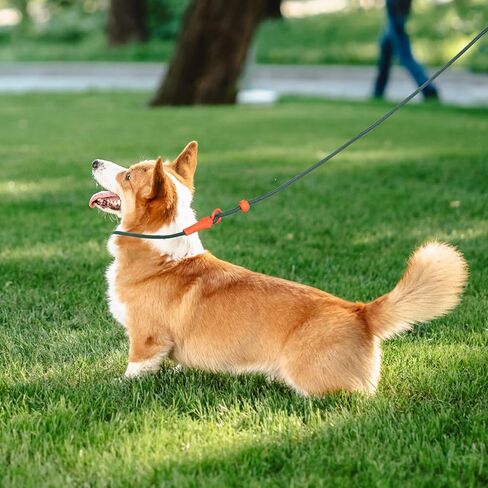 dafuen 6 قدم الكلب زلة الرصاص الكلب المقود الكلب التدريب الكلاسيكي المقود خفيفة الوزن دائم زلة يؤدي للكلاب عدم سحب زلة المقود وطوق مقود الكلب للكلاب الصغيرة المتوسطة in Kuwait