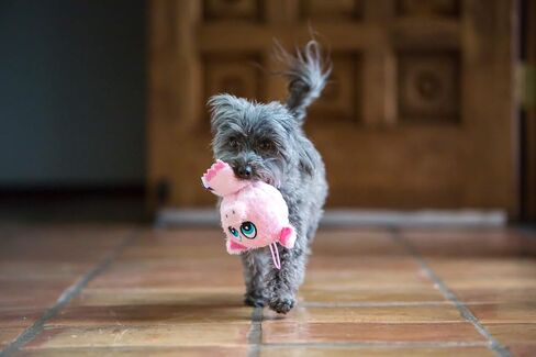Multipet's 3.5-Inch Boingo Ball Dog Toy , (colors may vary) in Saudi Arabia