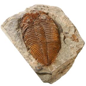 zonzxcv Trilobite Fossil Real Fossils Come from Western Hunan of China for Collections and Education (Information Card Included)