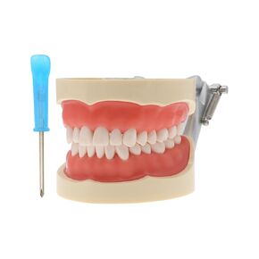 Dental Typodont Model Nissin 200 Type Removable 32Pcs Teeth Screw-in Teeth Model Metal bracket (M8012: Nissin 200 Type 32 Pcs Teeth)