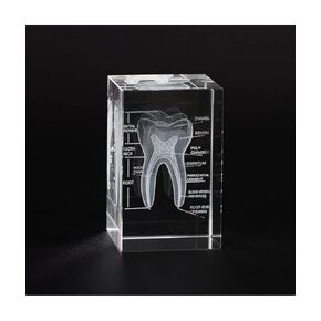 3D Human Tooth Crystal Model, Laser Etched Anatomical Model for Home and Office Decoration, Dentists Gifts