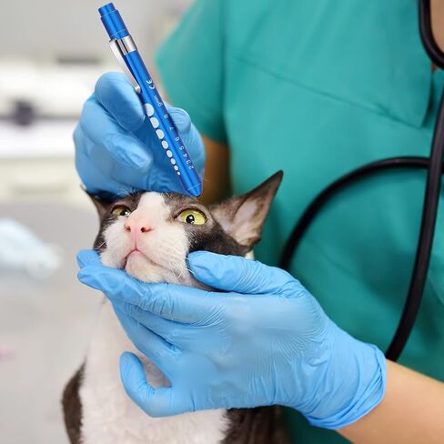 Penlight for Nurse Pen Light Led Reusable Pen Light with Pupil Gauge Nurses Pin Light for Torch Medical Students Doctors Daily Use with Pocket Clip Nurse and Doctor Gifts(6 Pieces,Basic Colors) in Kuwait