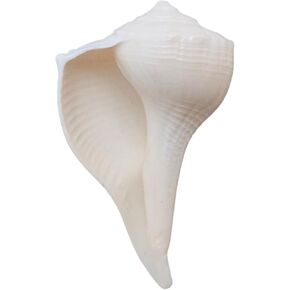 Abhimantrit Dakshinavarti Shankh White Valampuri Sangu Pooja Shankh Original Right Hand Lakshmi Conch Rare for Worship Hindu Religious Natural Abhishek Shankh Shell Sangu Small 2"inch (4 centimeter)