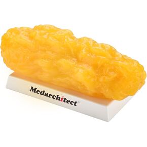 Authentic Human Body Fat Replica - 5 lb, Keep Fit & Weight Loss Motivation & Reminder, Human Fatty Tissue Demonstration Model for Nutritionist, Anatomical Science Course for Medical Student