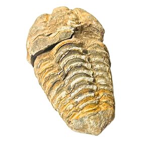 Trilobite Fossil - 2" Authentic Trilobite Fossils from Morocco, Genuine Fossil Collector Trilobite Specimen - Premium Museum Grade Ancient Authentic Trilobite Fossil Display Piece