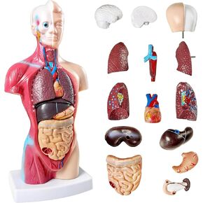 NEW HORIZON Human Anatomy Torso Model 10.5 Inch Anatomical Assembly Model of Human Organs 15 PCS Removable Organs School Medical Education Display with Detailed Installation Manual