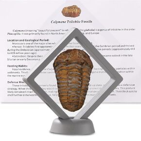 Calymene Trilobite Fossil from Morocco, Real Fossils for Adults, Fossil Enthusiasts, Trilobites Fossils Paleontology Gifts for Men Women, Fossil kit Trilobite Specimen with Display Frame & Fact Sheet