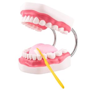 Mouth Model Metal Hinge for Speech Therapy, Ideal Brushing Teaching Dental Teeth Model for Kids and Children, 6 Times Enlarge, Includes Toothbrush