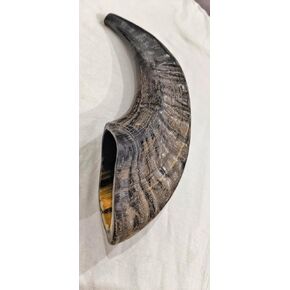 Genetric Handmade Natural Shofar Horn Bugle Natural Polished Sheep Natural Musical Instrument Horn Bugle (12"-14")