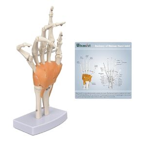 Human Hand Joint Model with Ligaments, Flexible 1:1 Scientific Life Size with Lightweight Display Display Base, Includes Anatomy Diagram Best for Patient Education & Medical Training