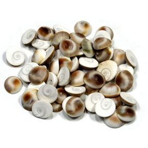 ASHIRWAD Original Gomti Chakra Indian for Pooja from Gomati River in India Sakkaram for Astrological Use (11 pcs GC2)